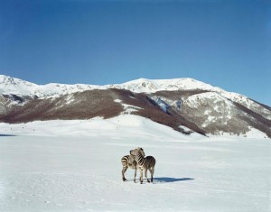 xpo_dossier_happy-birthday_PIVI-Paola_Untitled-Zebras_2003