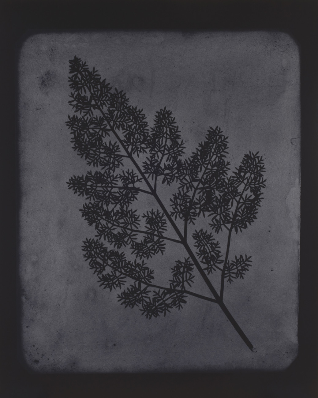 Hiroshi Sugimoto, A Stem of Delicate Leaves of an Umbrellifer, circa 1843-1846, 2009. © Hiroshi Sugimoto, courtesy of Gallery Koyanagi, 2012.