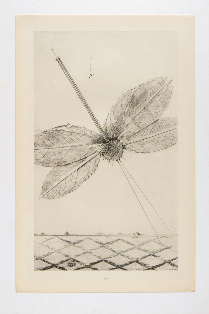 Max Ernst, Les éclairs au-dessous de quatorze ans, planche extraite de l’Histoire naturelle, 1926. LaM Photo : L. Waeghemacker. © Adagp Paris, 2012.