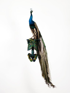 De ijdelheid rust op de sterfelijkheid (2013)
235 x 50 x 54 cm
Mixture of jewel beetle wing-cases, polymers, stuffed bird
© Angelos bvba
Photo: Lieven Herreman