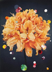 Azalea Mollis x Sinensis Christoffel Wren - 2015