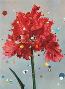 Parkiet Tulp Red Champion - 2015