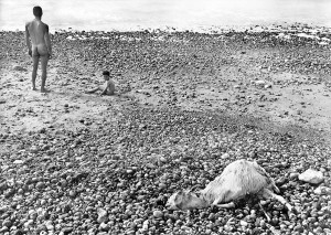 Ulysse - photographie-argentique - 1954 - © Agnès Varda