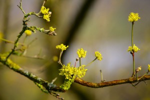 ©-Les-Editions-Gaud