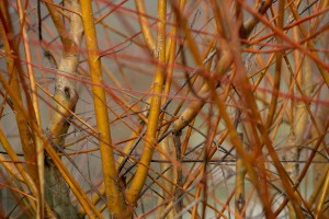 ©-Les-Editions-Gaud