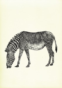 zebre