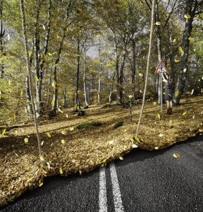 Rouleau d’automne