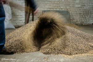 La matière première, le grain
