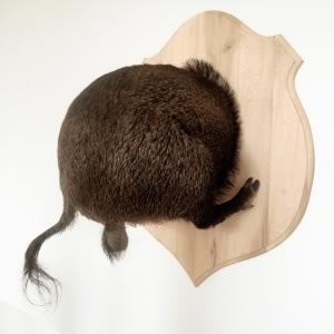 Troché sanglier