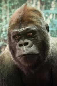 PR-MONKEYS-02-Gorilla-gorilla-gorilla-FR