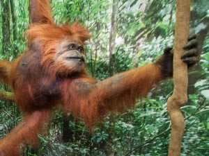 PR-MONKEYS-16-Pongo-abelii-FR