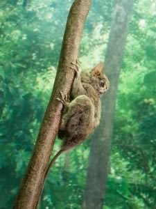 PR-MONKEYS-20-Tarsius-sp.-FR