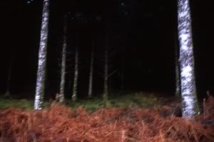 Trees, Dordogne, 2005 © Nan Goldin