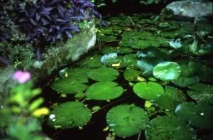 Water lilies, France © Nan Goldin