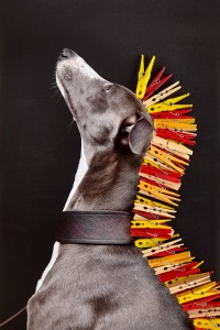 Stanley, the Dog