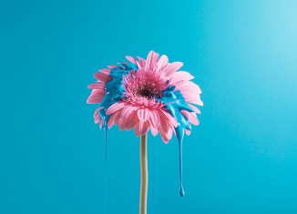 Gerbera Larga (c) Cristo Oviedo et Paula Posadas Alvarez