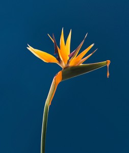 Naranja (c) Cristo Oviedo et Paula Posadas Alvarez