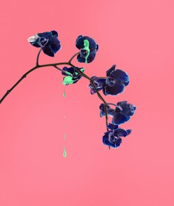 Orquidea (c) Cristo Oviedo et Paula Posadas Alvarez