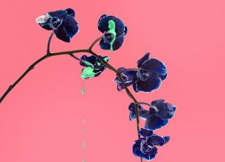 Orquidea (c) Cristo Oviedo et Paula Posadas Alvarez