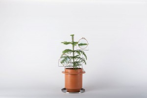 Dossofiorito, Phytophiler, 2014 - © Omar Nadalini