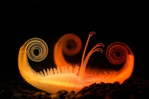 Nicole Hone, Imp Root 05 – Haven Flower, from the project Hydrophytes, 2018 - © Nicole Hone & Victoria University of Wellington, New Zealand