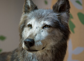 (c) Musée d'histoire naturelle de Lille