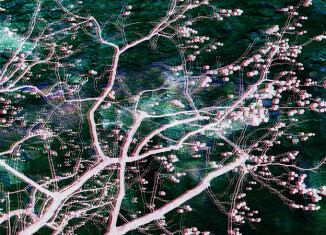 Gregor Božič, Monument aux arbres tombés
© Gregor Božič production Le Fresnoy – Studio
national des arts contemporains