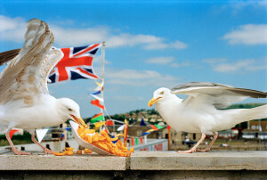 Dorset, England, GB, 1996 © Martin Parr/Magnum Photos