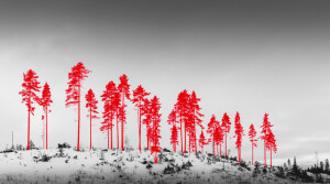 Jaakko Kahilaniemi, Next Possible Victims de la série 100 Hectares of Understanding, 2018 © Jaakko Kahilaniemi