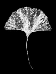 © Hideyuki Ishibashi, Ginkgo