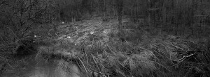 quelques kilomètres de la ville de Houyet dans la vallée de la Lesse, des dizaines d’arbres sont tombés suite aux inondations de juillet 2021. Le coude formé
par la rivière accentue la puissance destructrice du torrent d’eau, ne laissant aucune chance aux arbres les plus jeunes.
Date de la prise de vue :
janvier 2022
© Gaël Turine