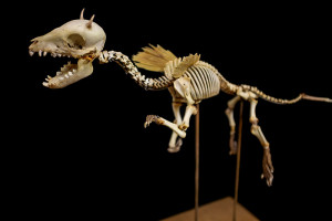 Squelette de chimère
2006
Os
H. 70 ; L. 63 ; l. 58 cm
Paris, Muséum national d’Histoire naturelle
© MNHN / J.-C. Domenech