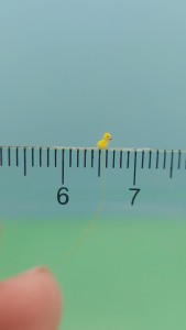 Yellow Duck © Lucia Dolgopolova