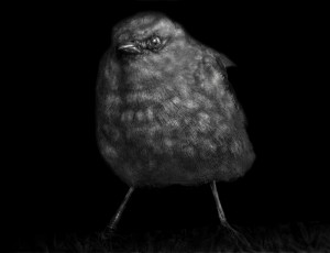 (c) Elliot Ross