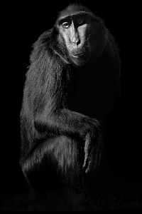 Animal (186), 2011 © Elliot Ross