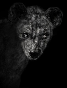 Animal (192), 2011 © Elliot Ross