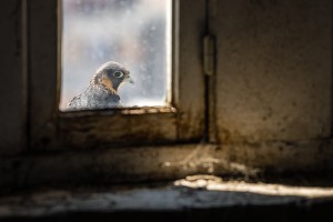 © Thomas Jean