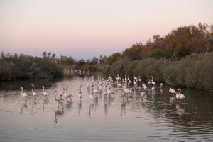 Jean-Michel André, Chambre 207, Flamants
roses, Arles, 2022. © Jean-Michel André, 2024