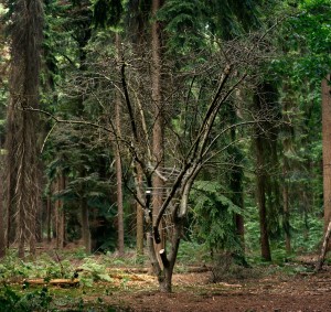 Broken Landscape ll - ©Antti Laitinen