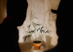 Blizzard Concept – Tropisme poétique, des plantes qui dansent  © Allo Korbo 2024