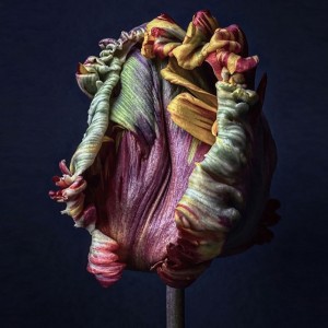 17 TAL LANCMAN « Parrot tulip bud 5 ». Photographie rehaussée de peinture acrylique, 2024 © Tal Lancman