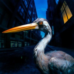 MD_Decoding Birdsong_Antony Szmierek_LM220